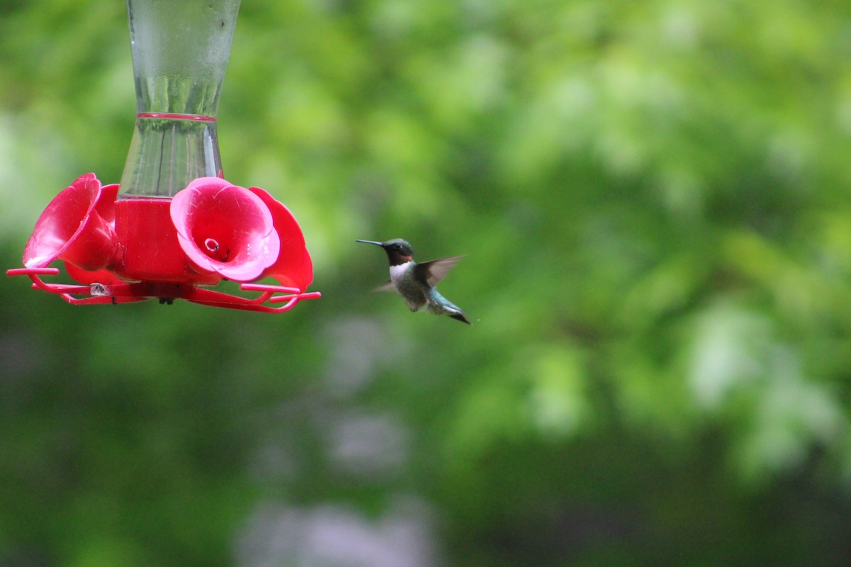 Ruby-throated Hummingbird - ML636964558