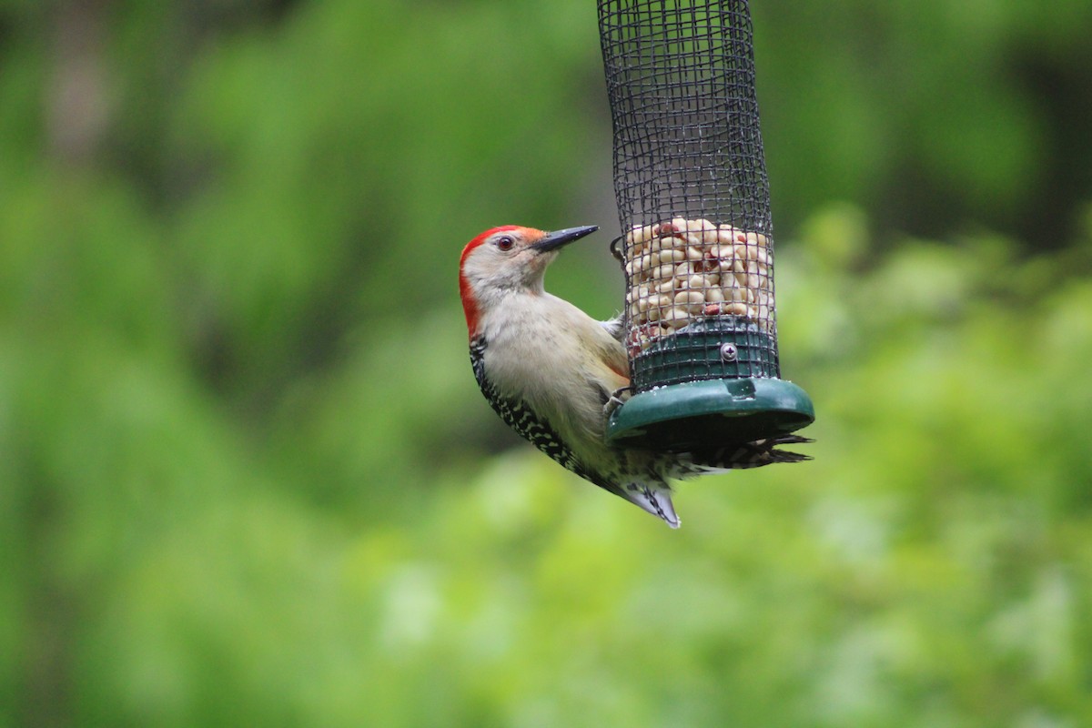 Red-bellied Woodpecker - ML636964578