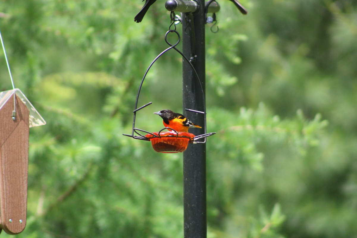 Baltimore Oriole - ML636964600