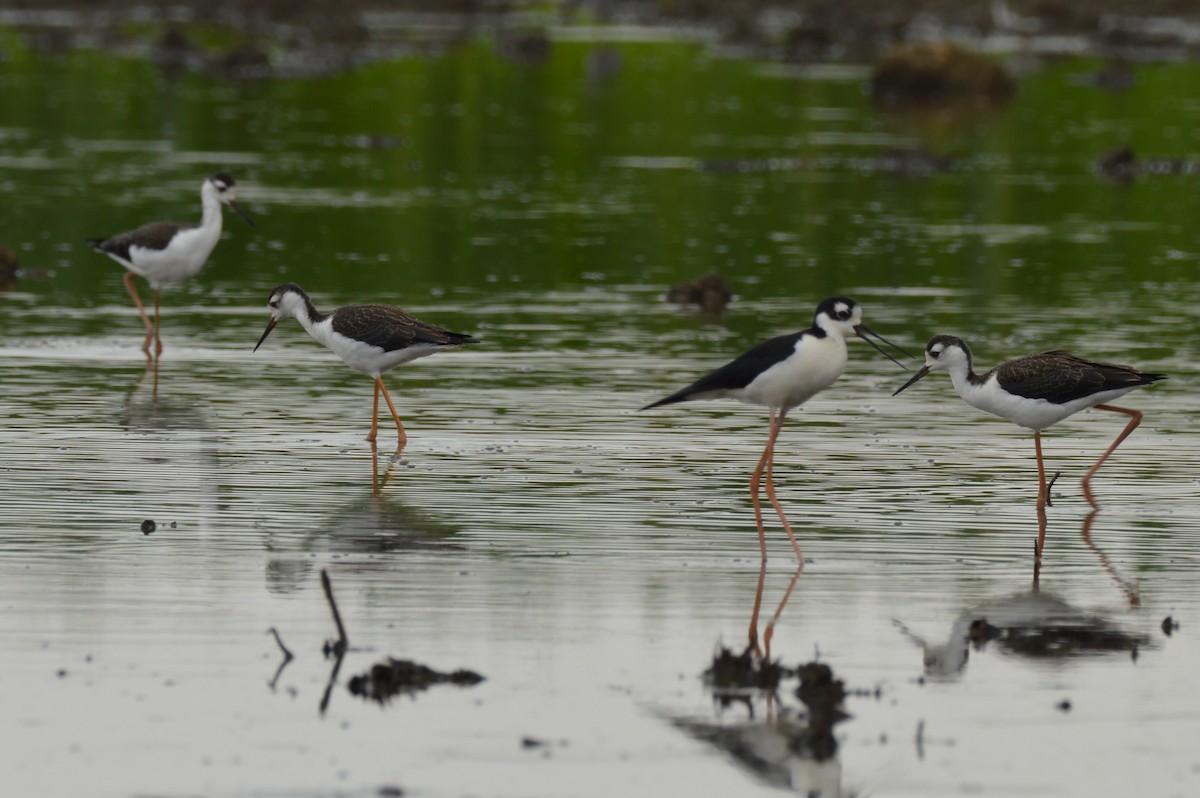 Black-necked Stilt - Amy Downing