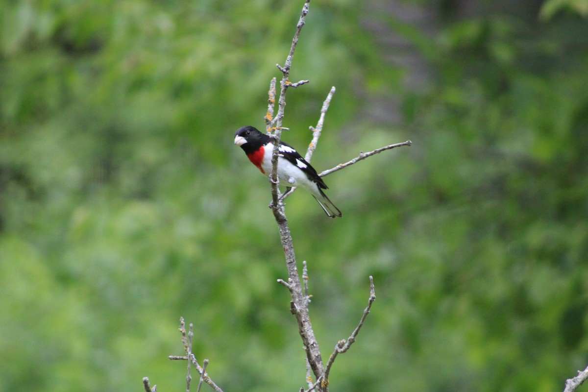 Rose-breasted Grosbeak - ML636964610