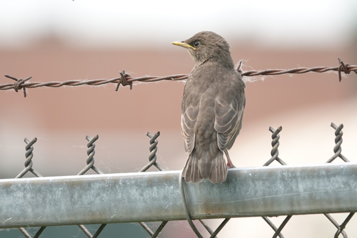European Starling - ML636964615