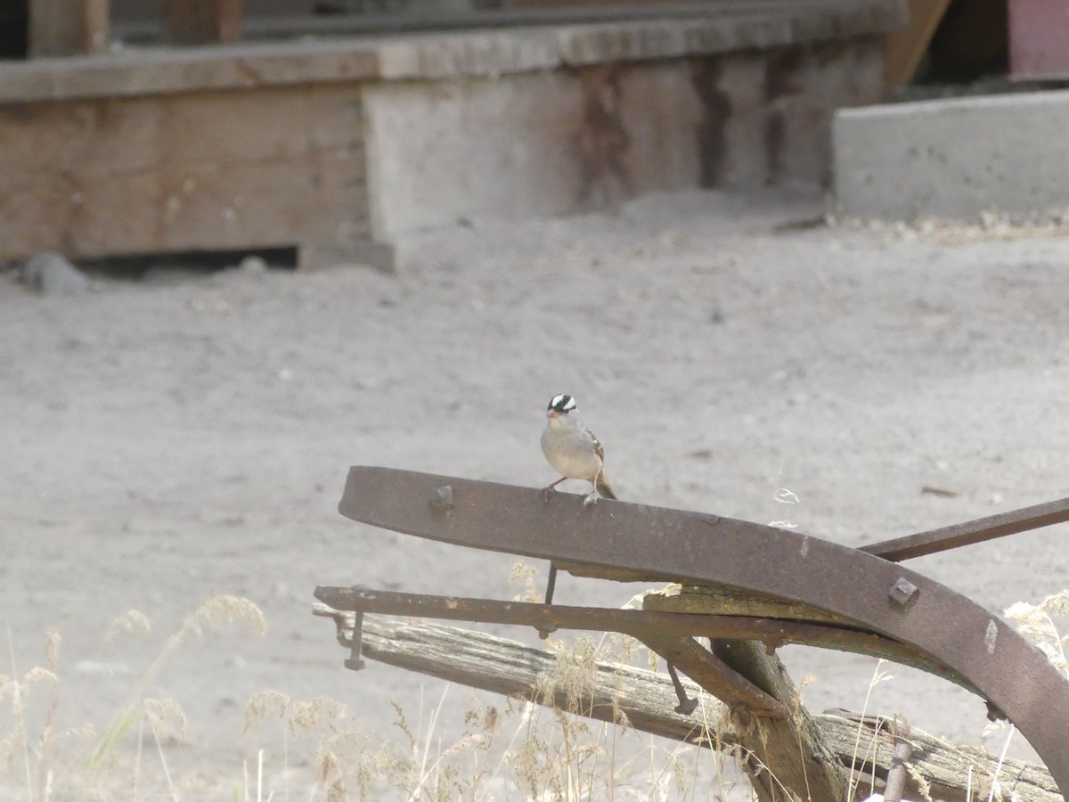 White-crowned Sparrow - ML636964641