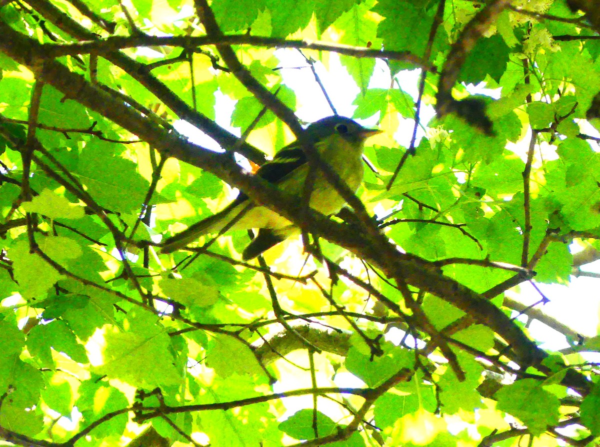 Empidonax sp. - ML636964661