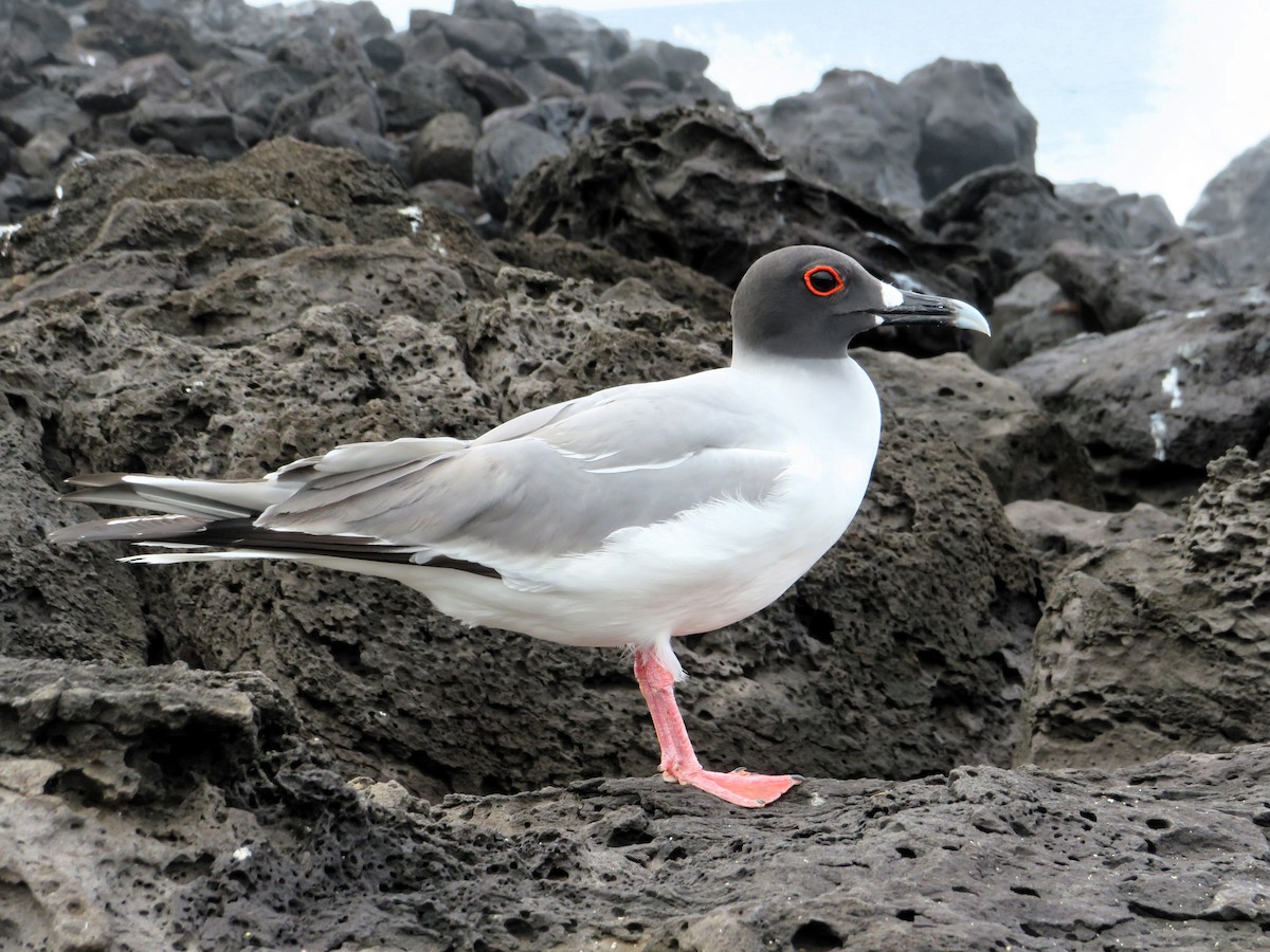 Swallow-tailed Gull - ML636964669