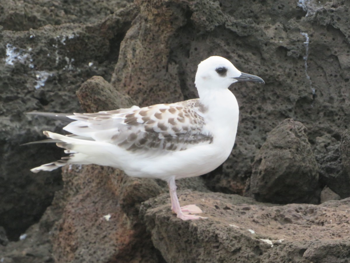 Swallow-tailed Gull - ML636964671