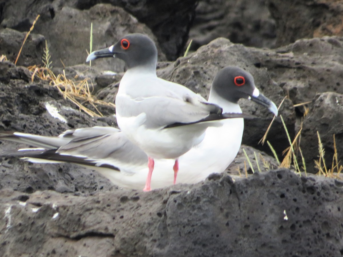 Swallow-tailed Gull - ML636964672