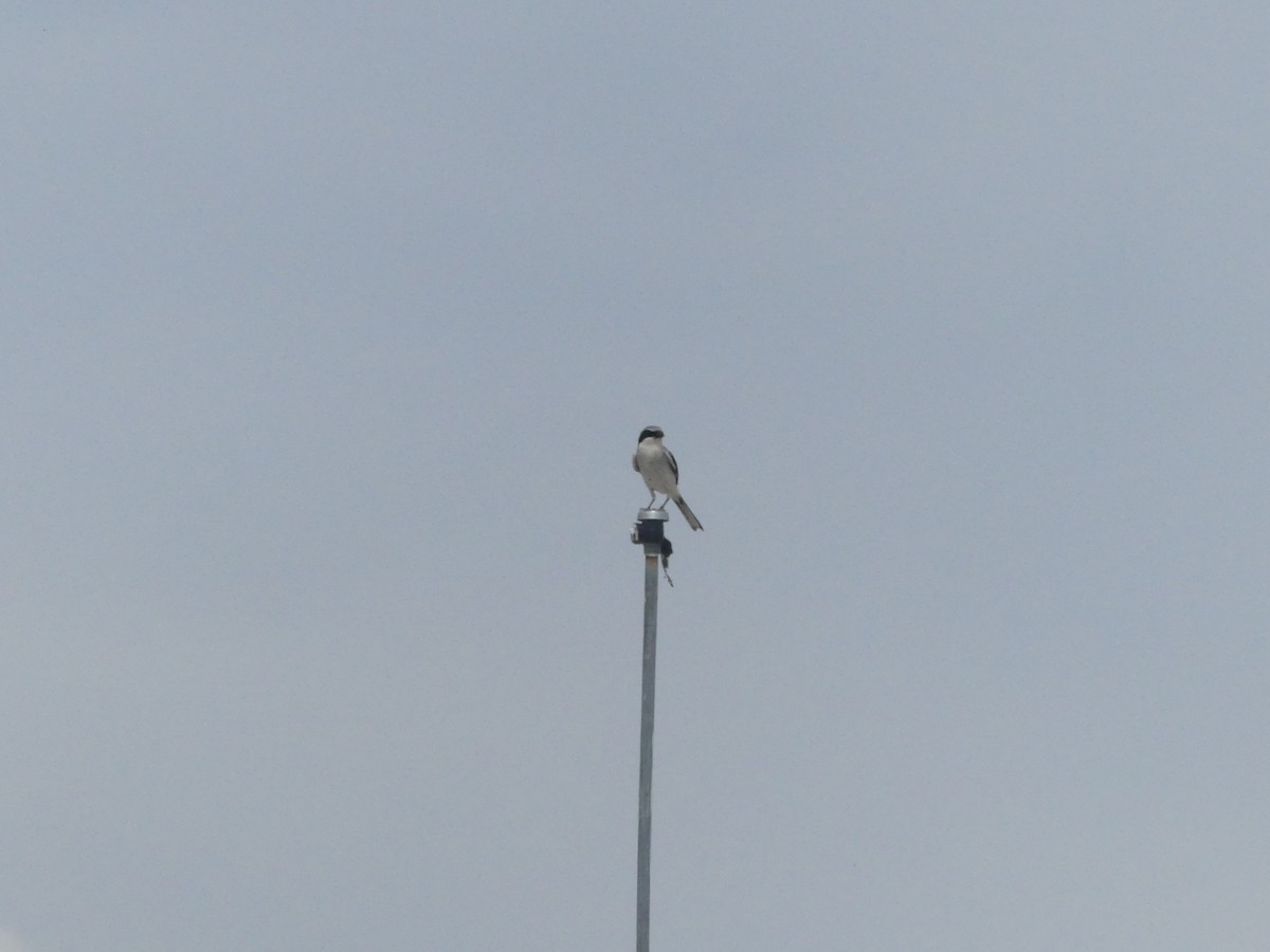 Loggerhead Shrike - ML636964686