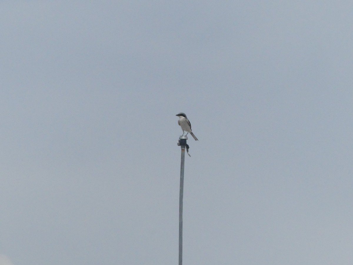Loggerhead Shrike - ML636964687