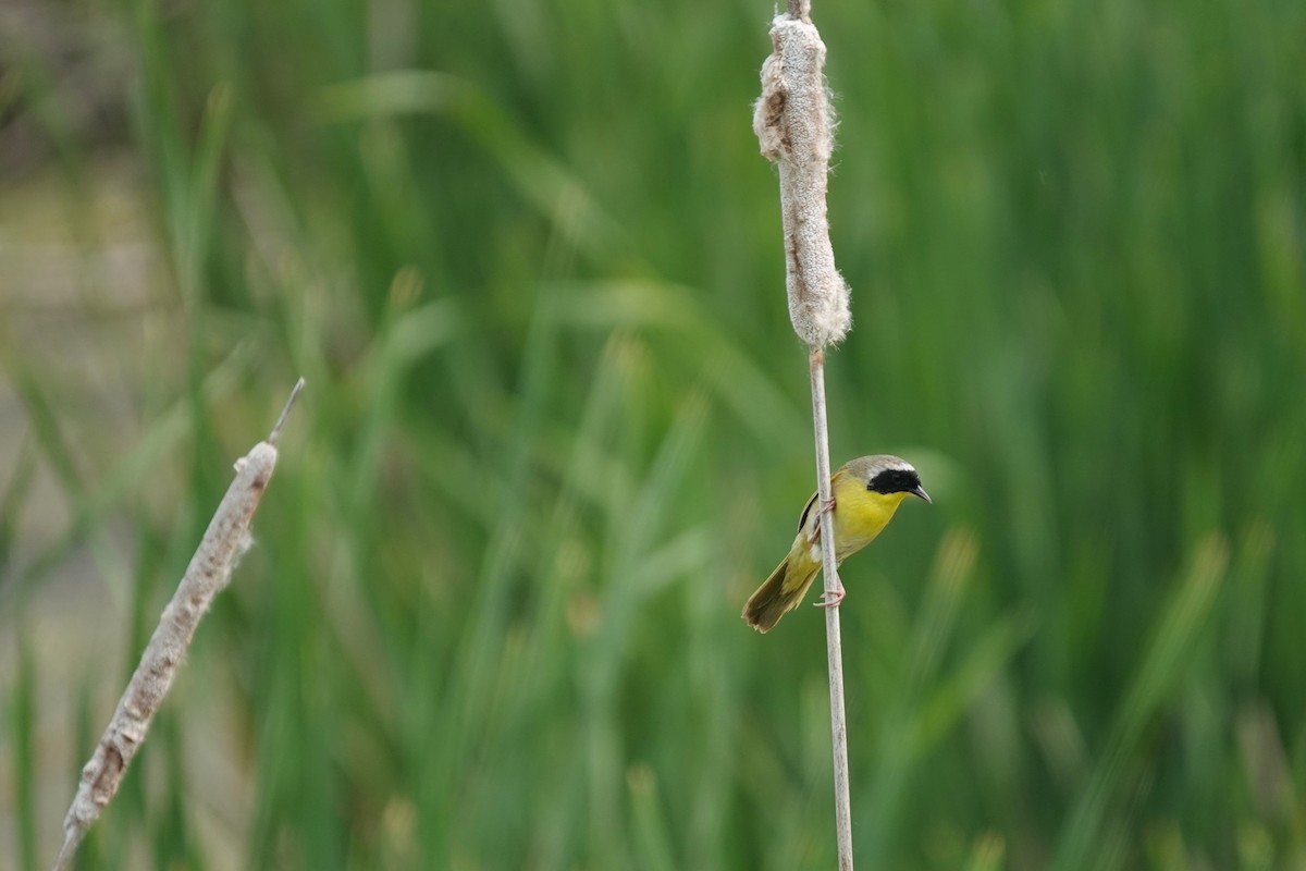 Common Yellowthroat - ML636964700