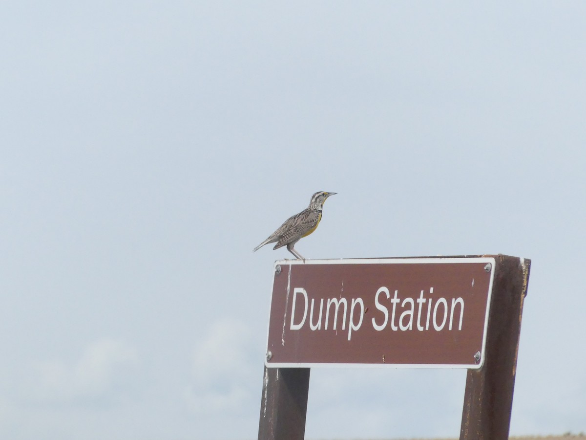 Western Meadowlark - ML636964705
