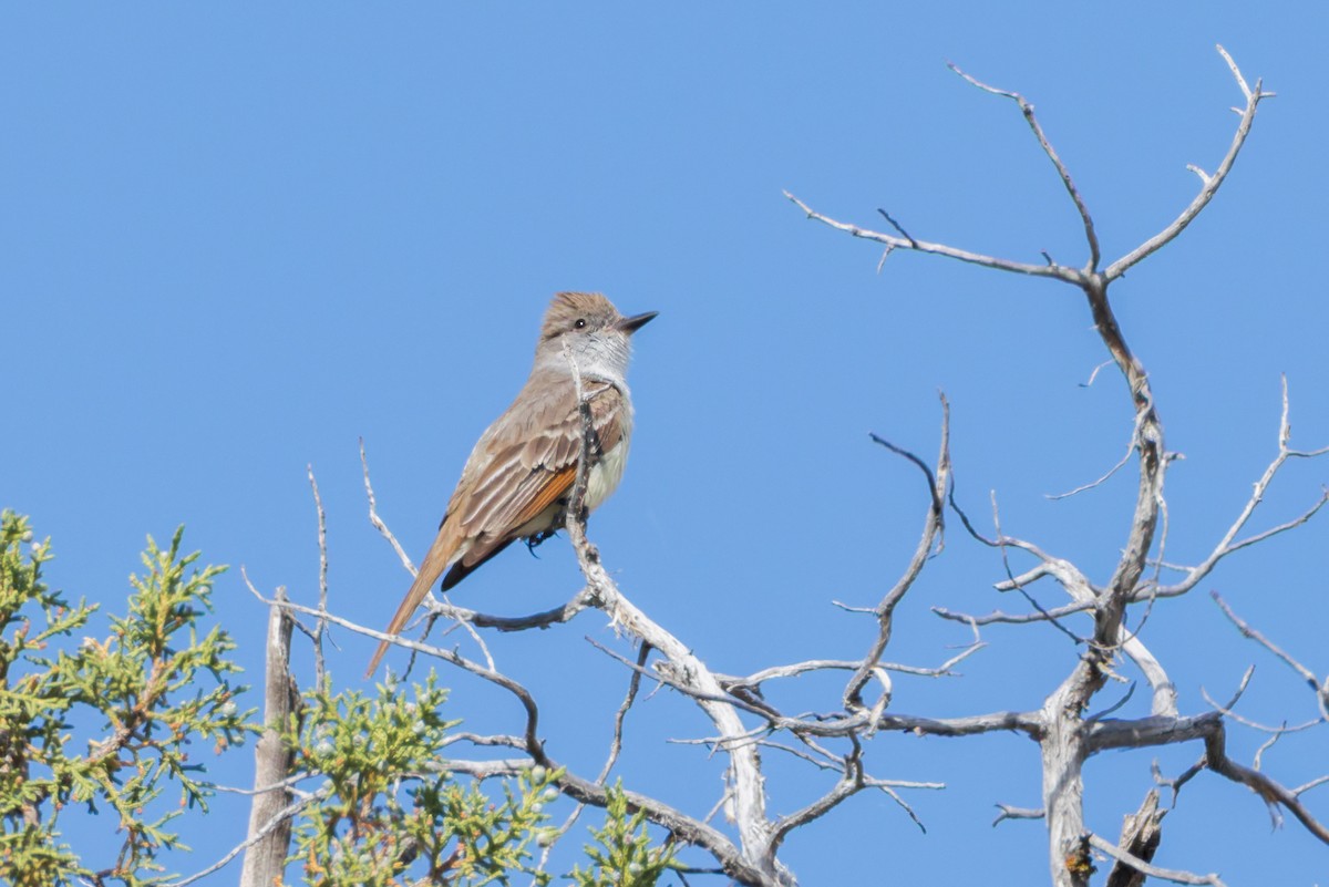 Ash-throated Flycatcher - ML636964707