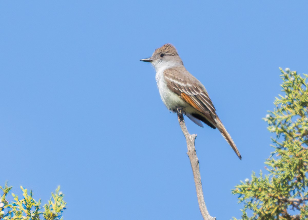 Ash-throated Flycatcher - ML636964713