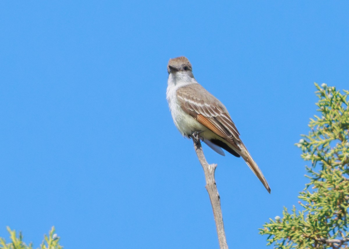 Ash-throated Flycatcher - ML636964714