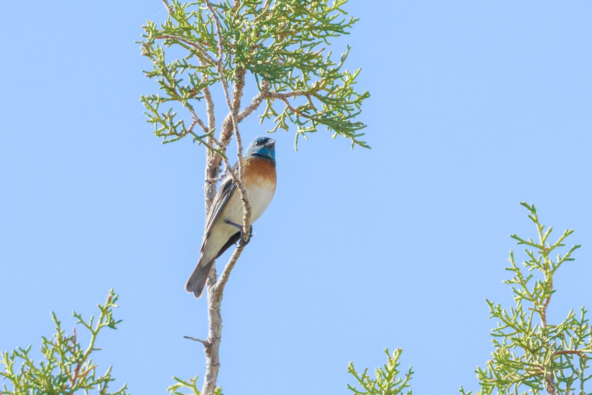 Lazuli Bunting - ML636964717