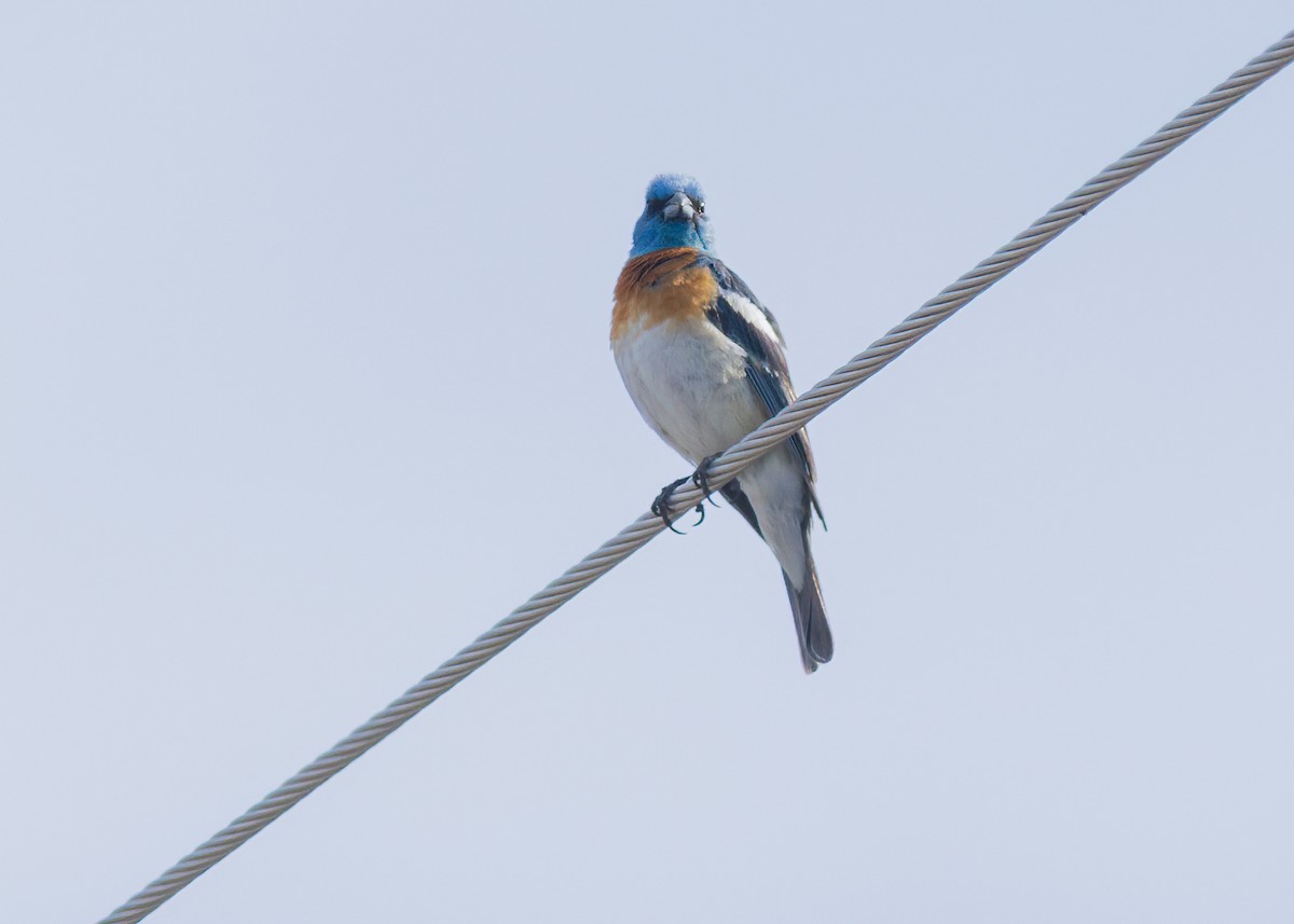 Lazuli Bunting - ML636964719