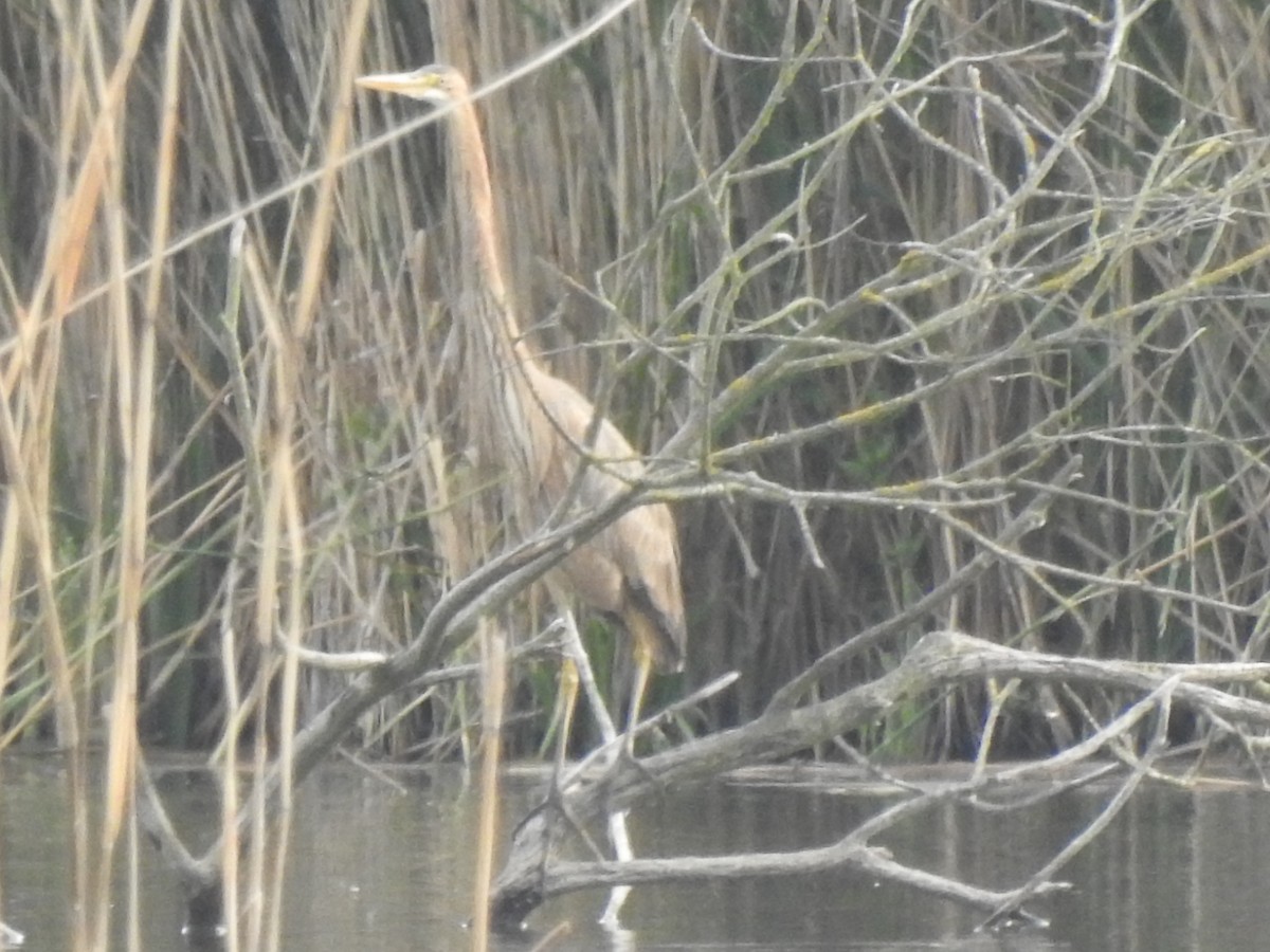 אנפה ארגמנית - ML636964742