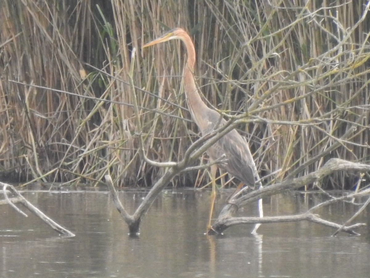 אנפה ארגמנית - ML636964743