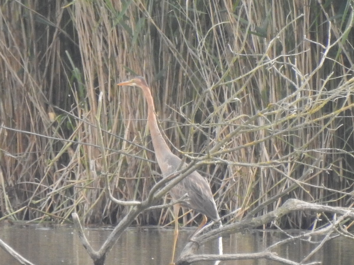 אנפה ארגמנית - ML636964744