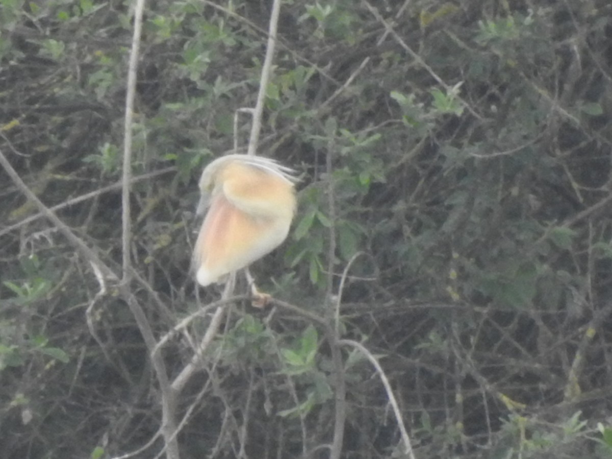 אנפית סוף - ML636964765