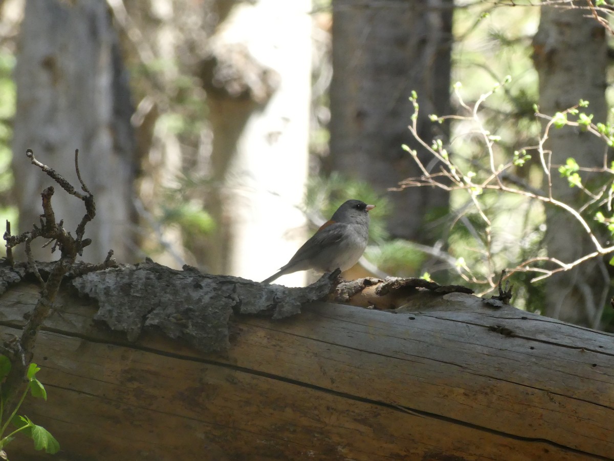 Dark-eyed Junco - ML636964766