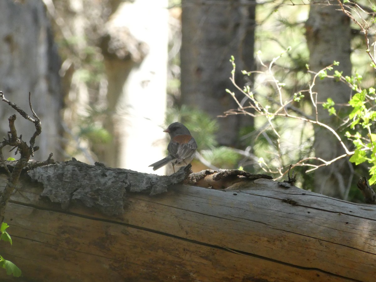 Dark-eyed Junco - ML636964767