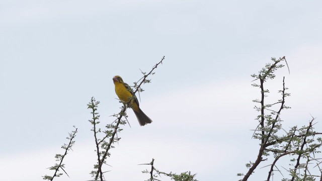 Northern Grosbeak-Canary - ML636964777