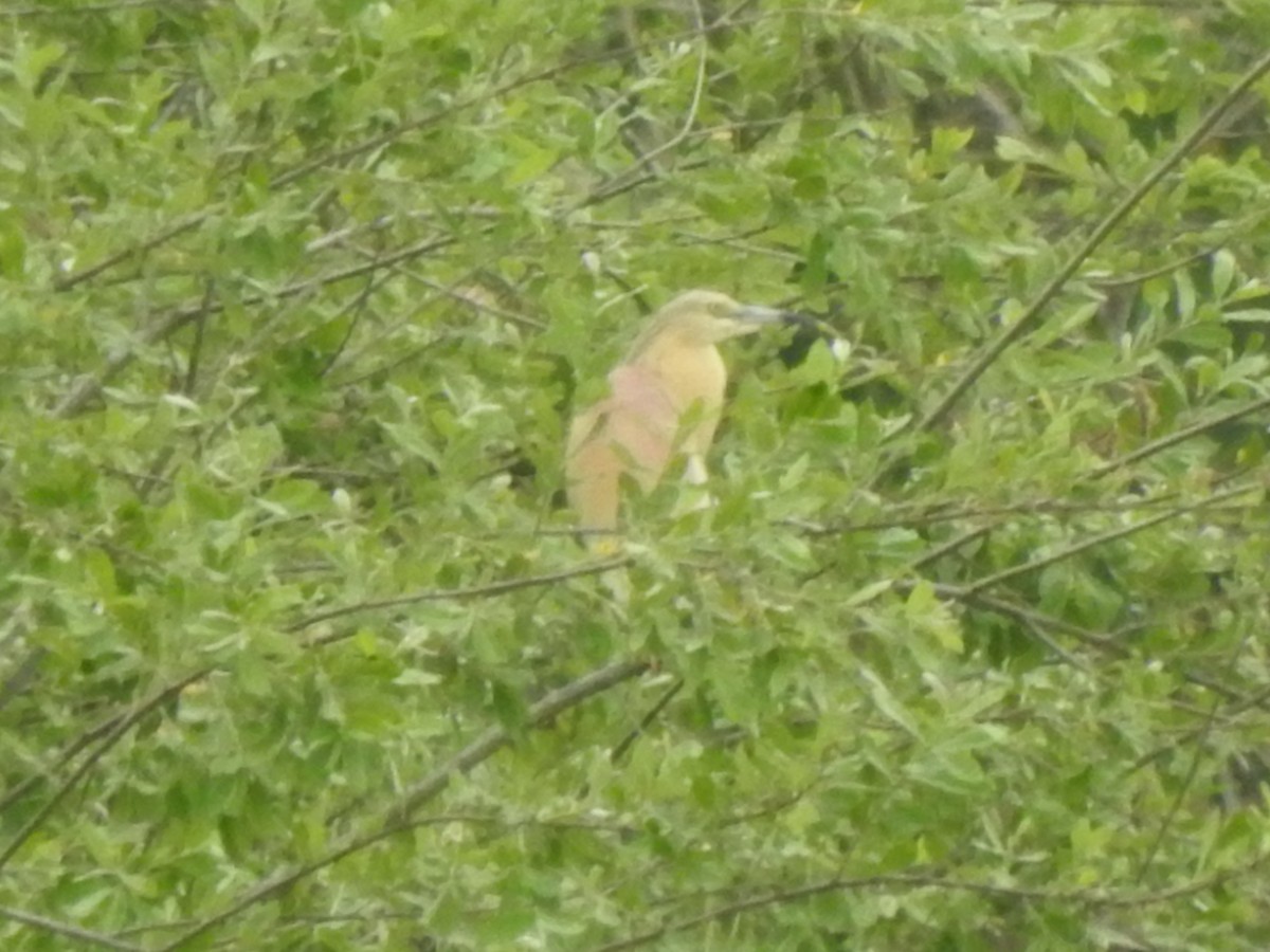 אנפית סוף - ML636964790