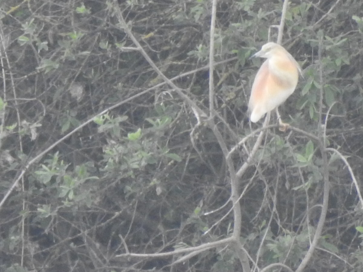 אנפית סוף - ML636964808