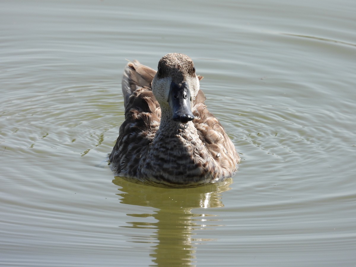 Marbled Duck - ML636964855