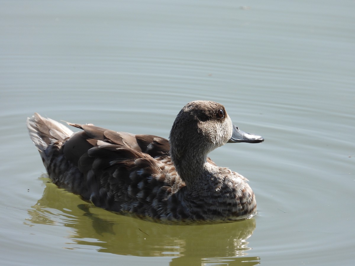 Marbled Duck - ML636964856