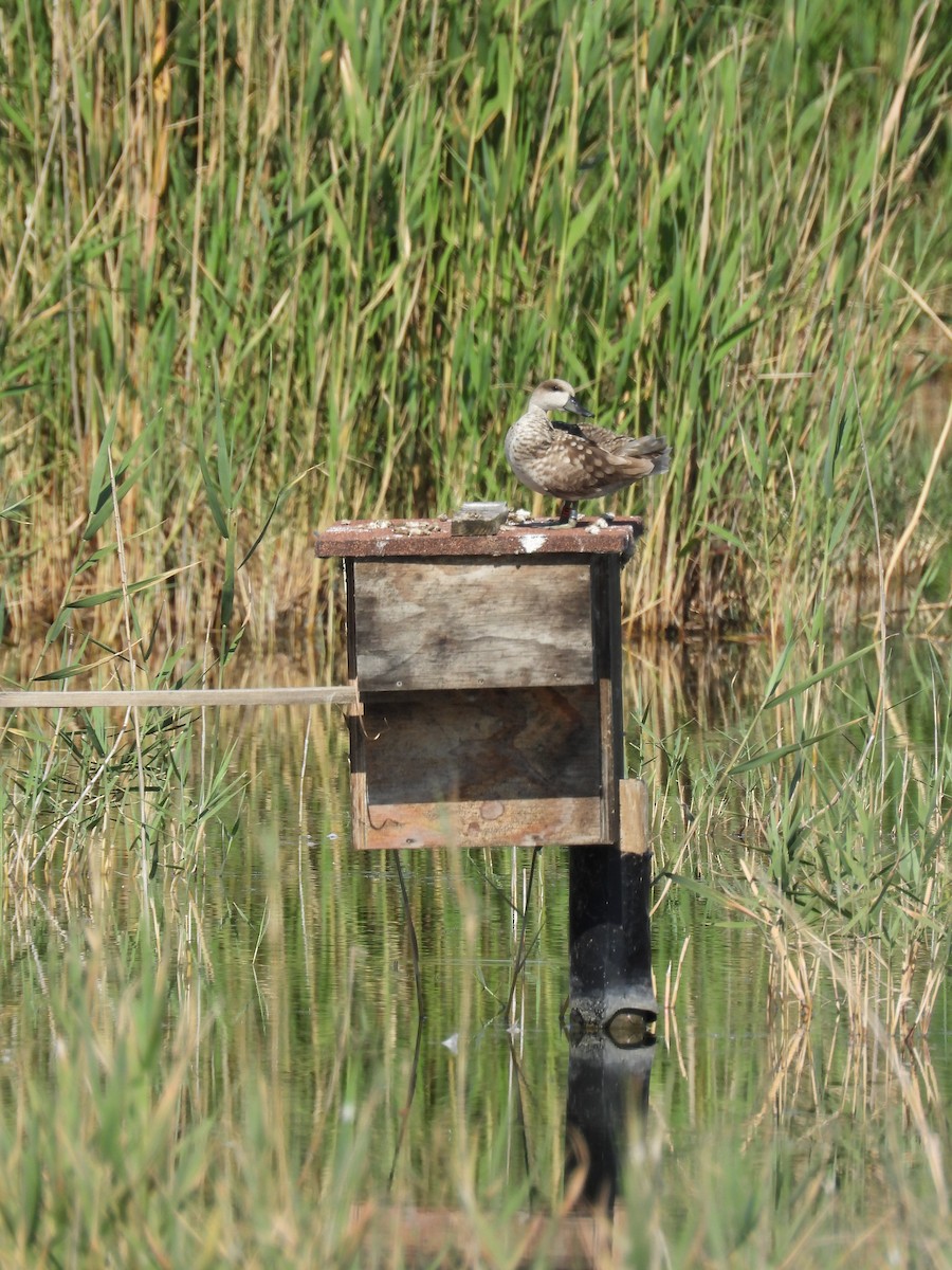 Marbled Duck - ML636964857