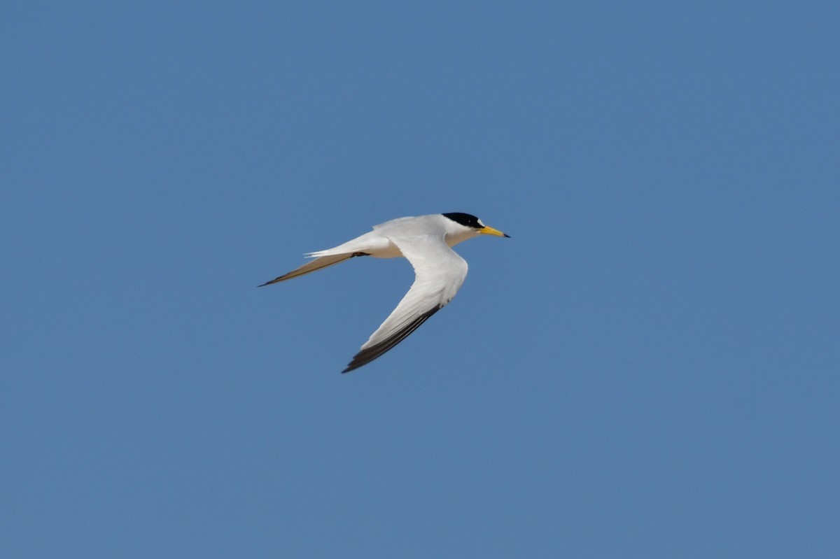 Saunders's Tern - ML636964895