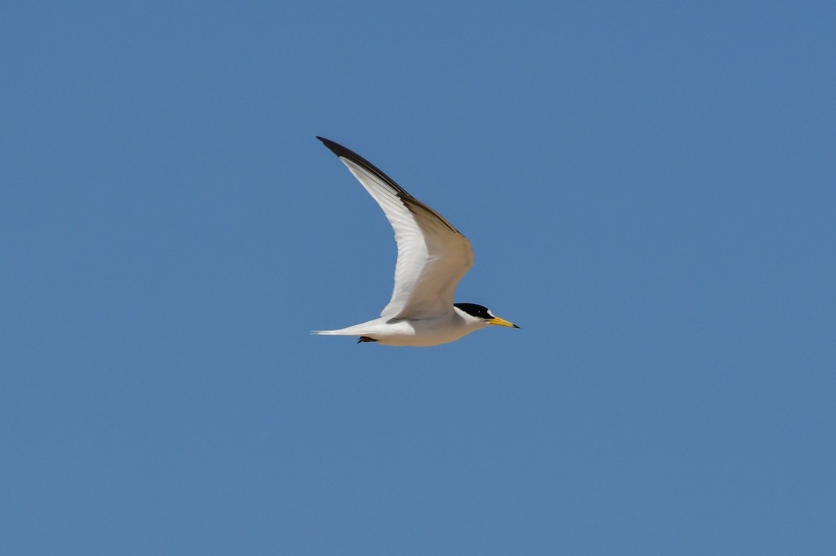 Saunders's Tern - ML636964896