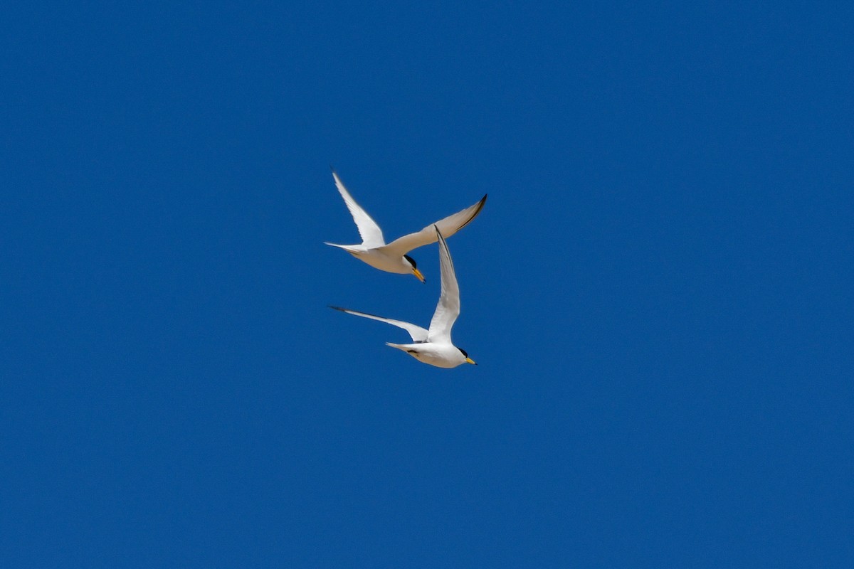 Saunders's Tern - ML636964897