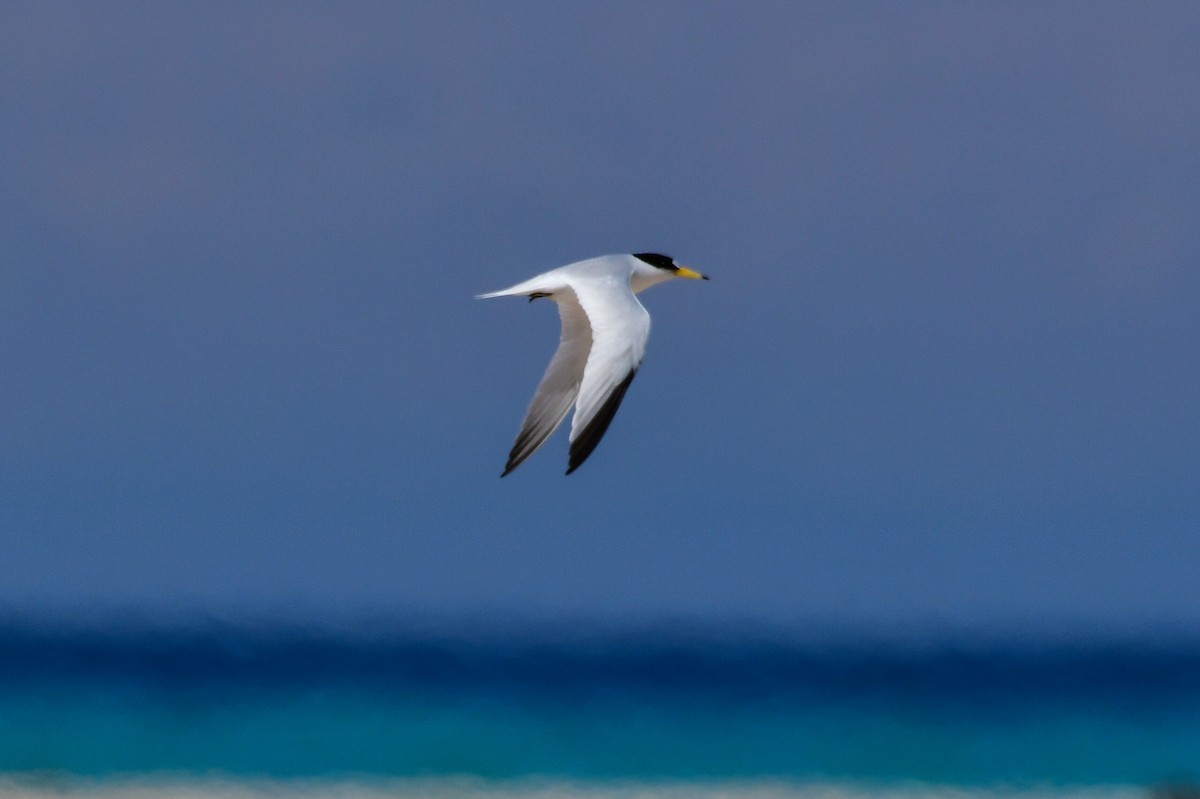 Saunders's Tern - ML636964898