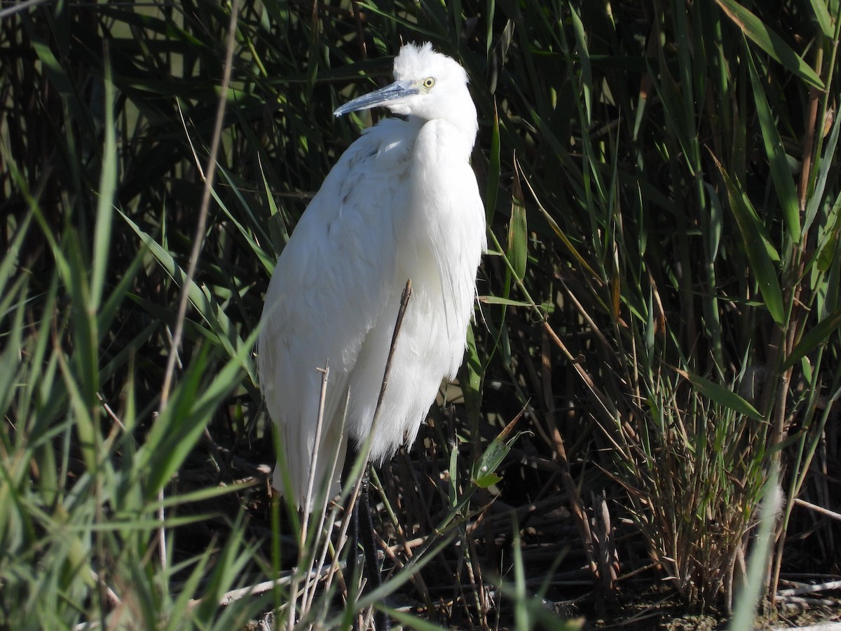 Little Egret - ML636964907