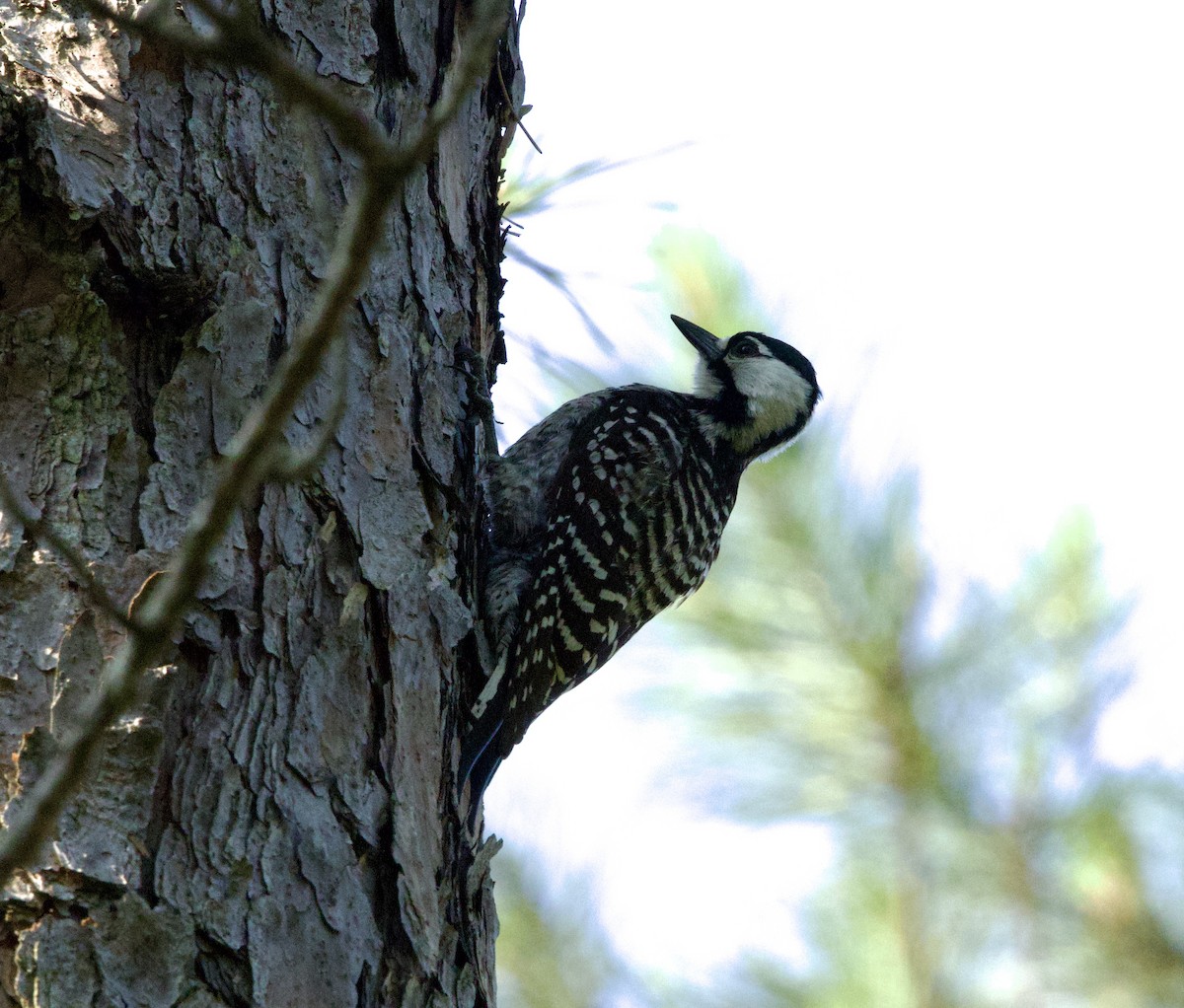 Red-cockaded Woodpecker - ML636964914