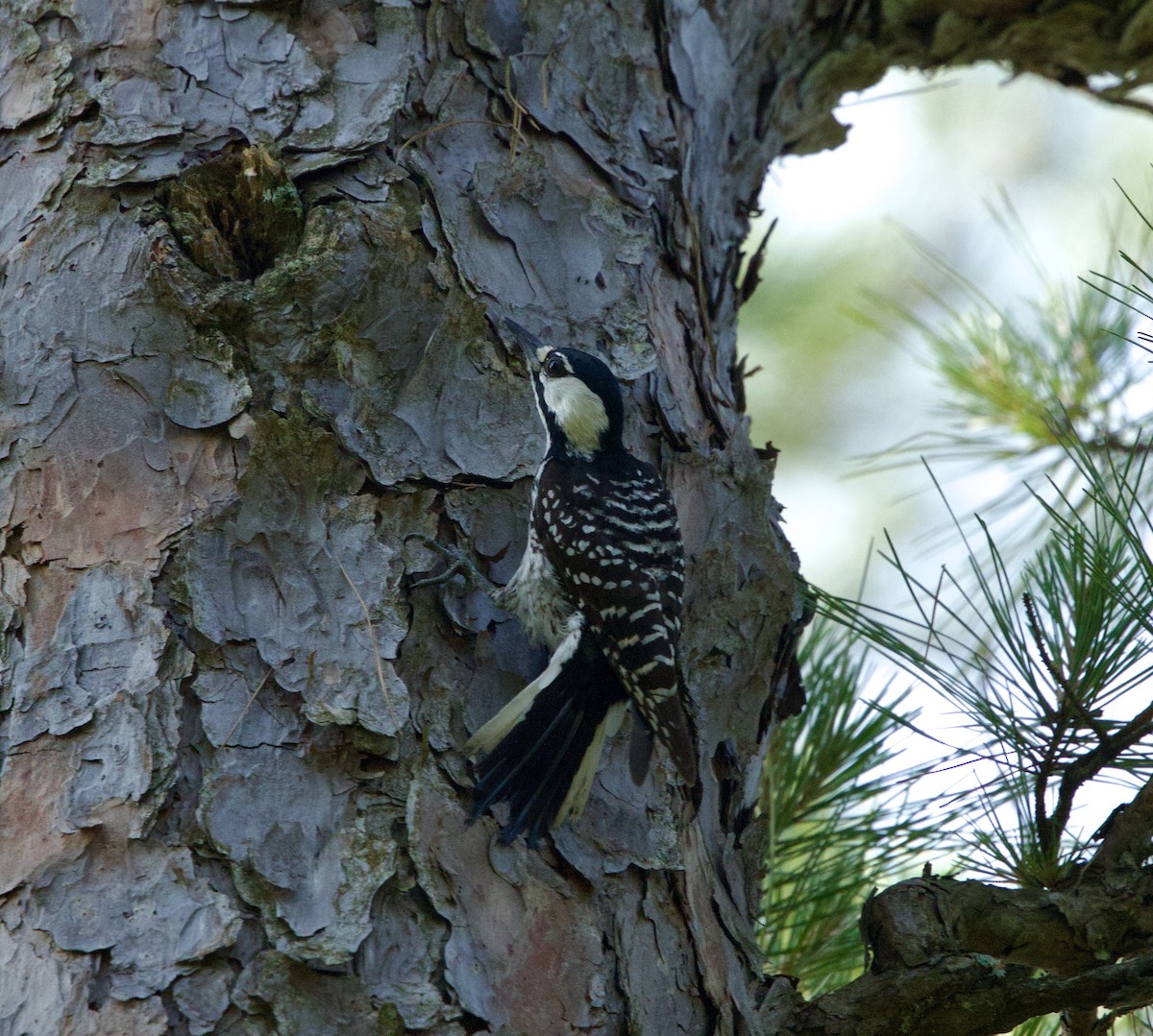 Red-cockaded Woodpecker - ML636964915