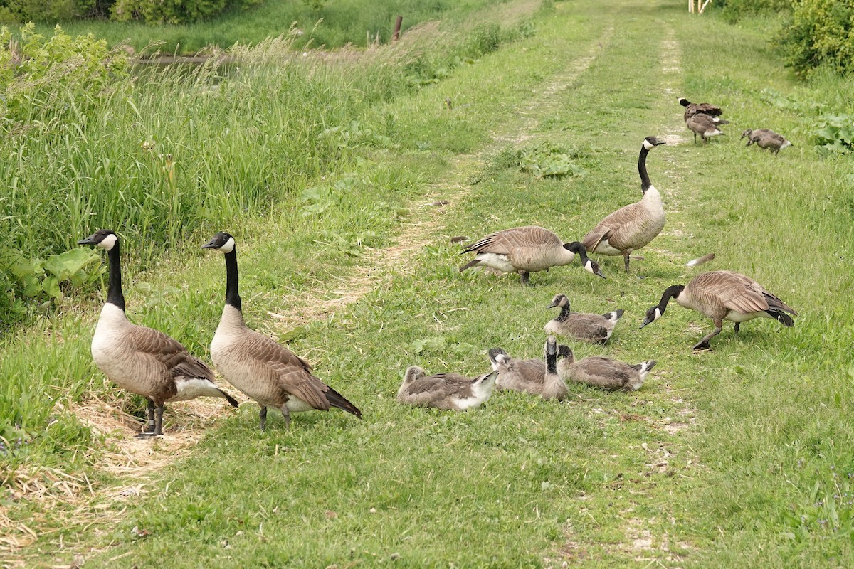 Canada Goose - ML636964945