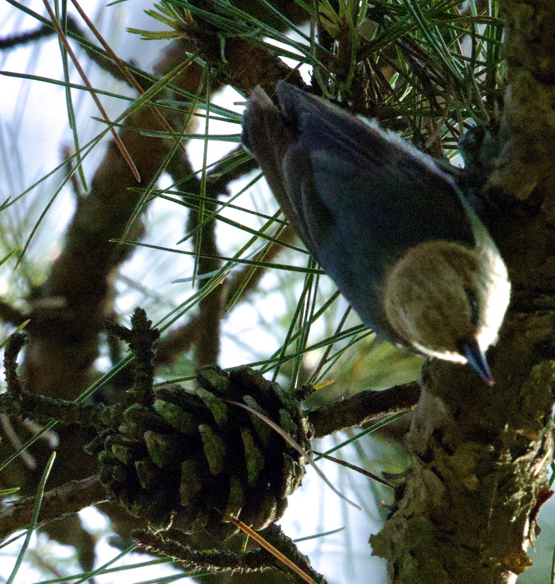 Brown-headed Nuthatch - ML636964954