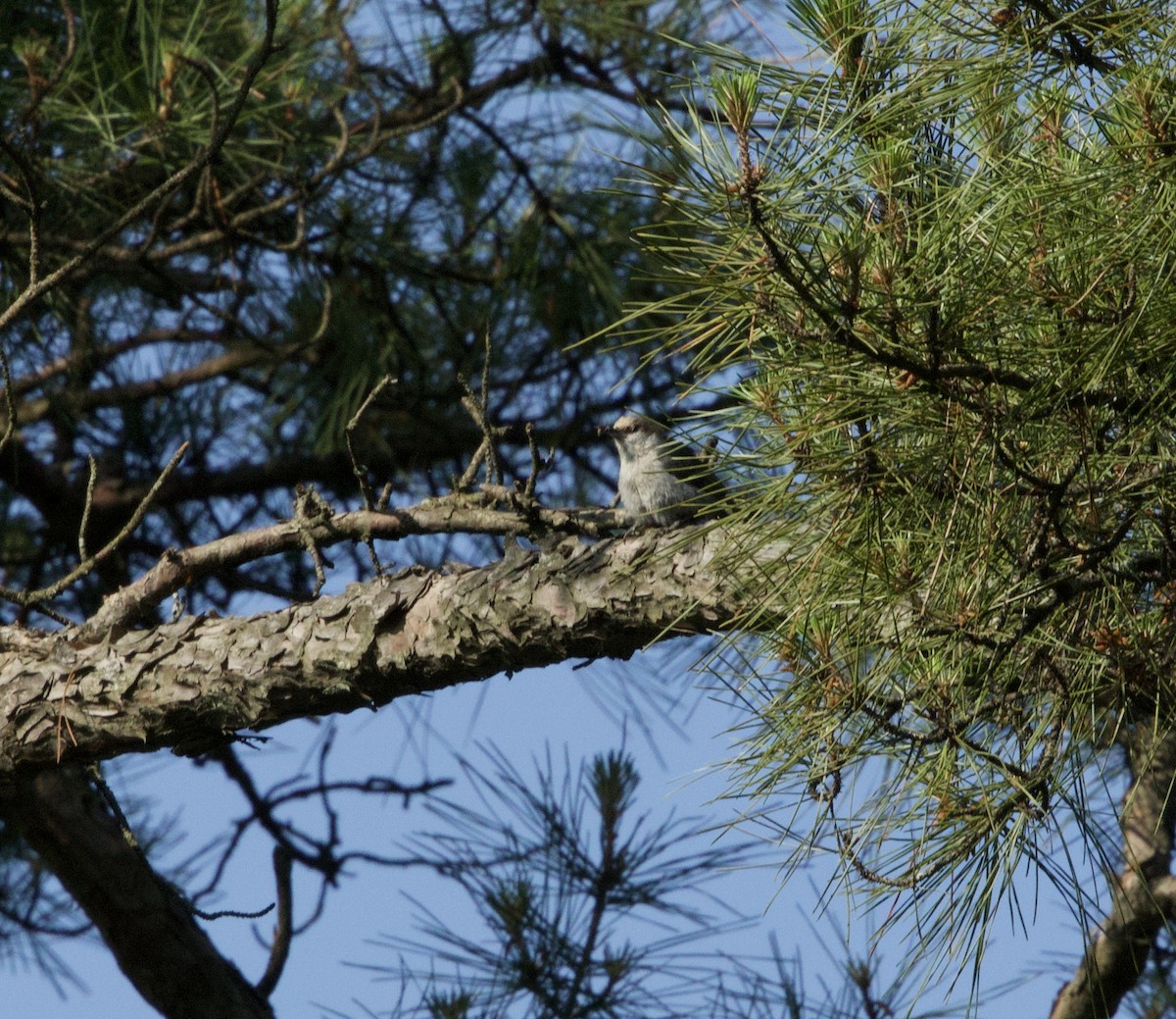 Brown-headed Nuthatch - ML636964960