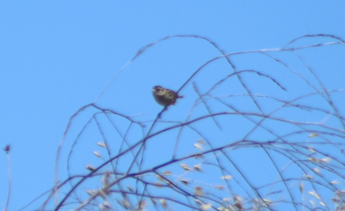 Grasshopper Sparrow - ML636964976