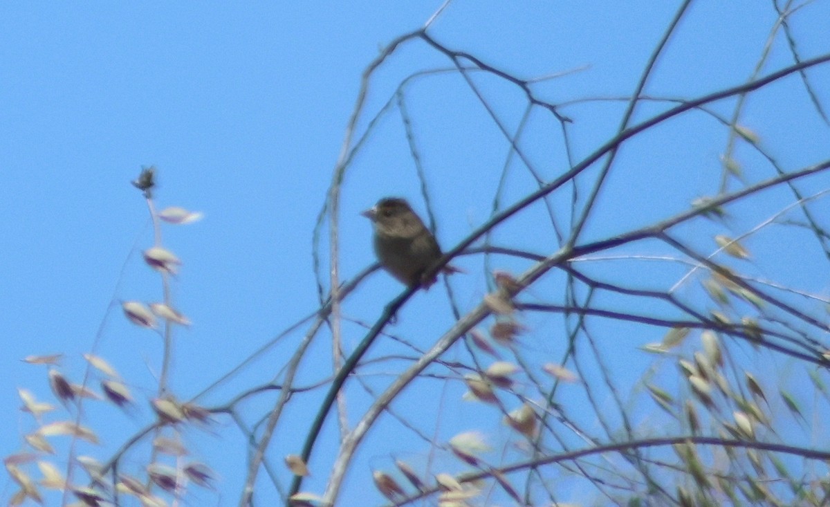 Grasshopper Sparrow - ML636964977