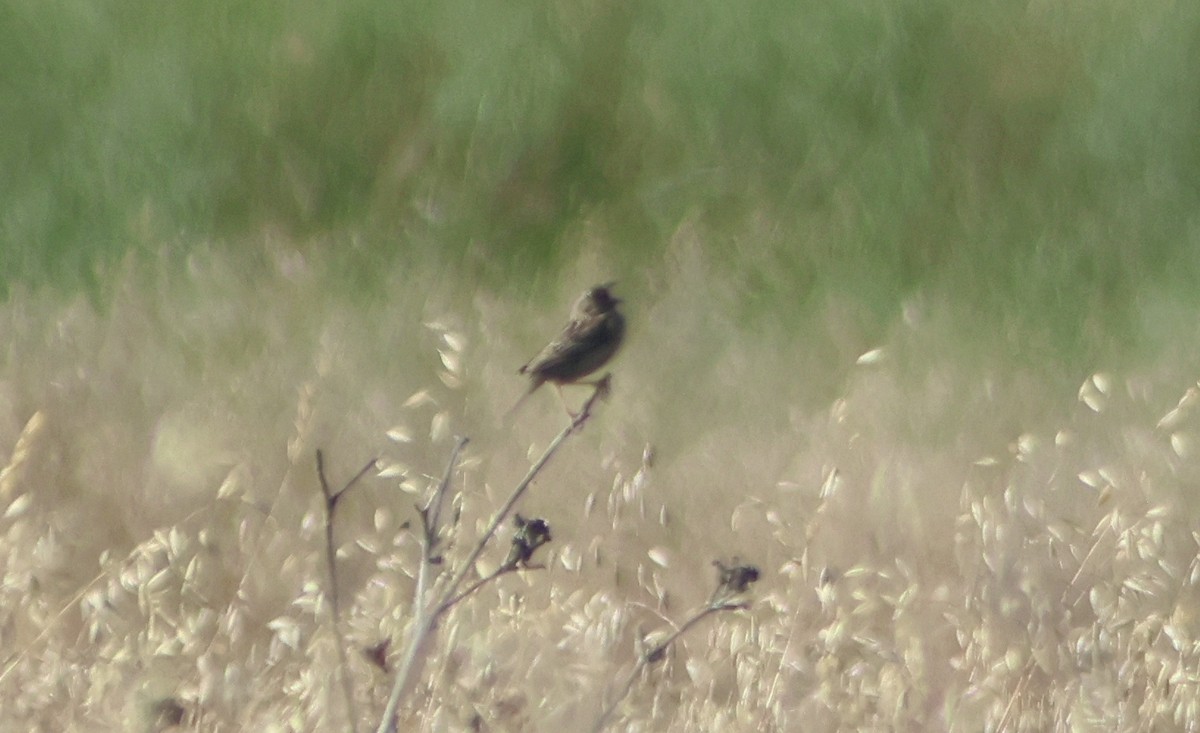 Grasshopper Sparrow - ML636964978