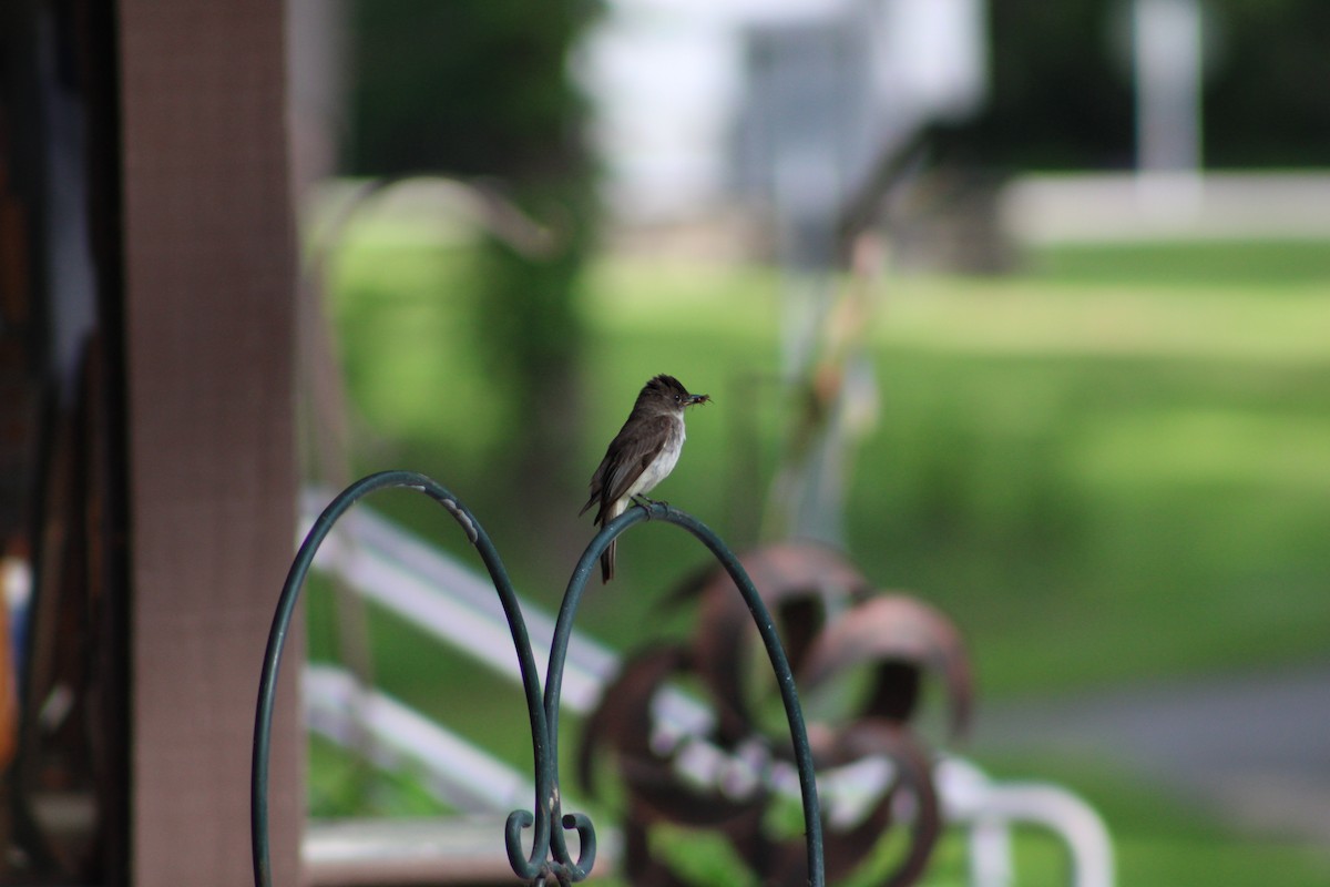 Eastern Phoebe - ML636965035