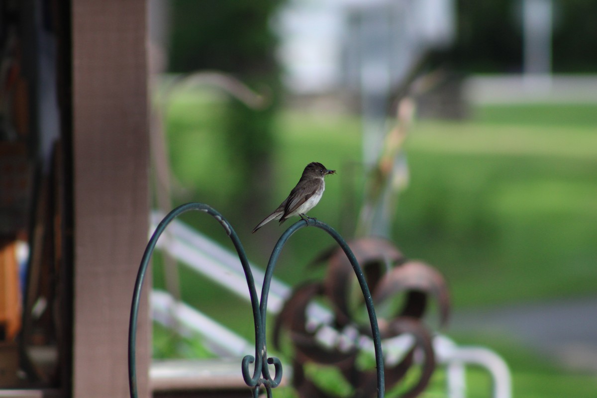Eastern Phoebe - ML636965036