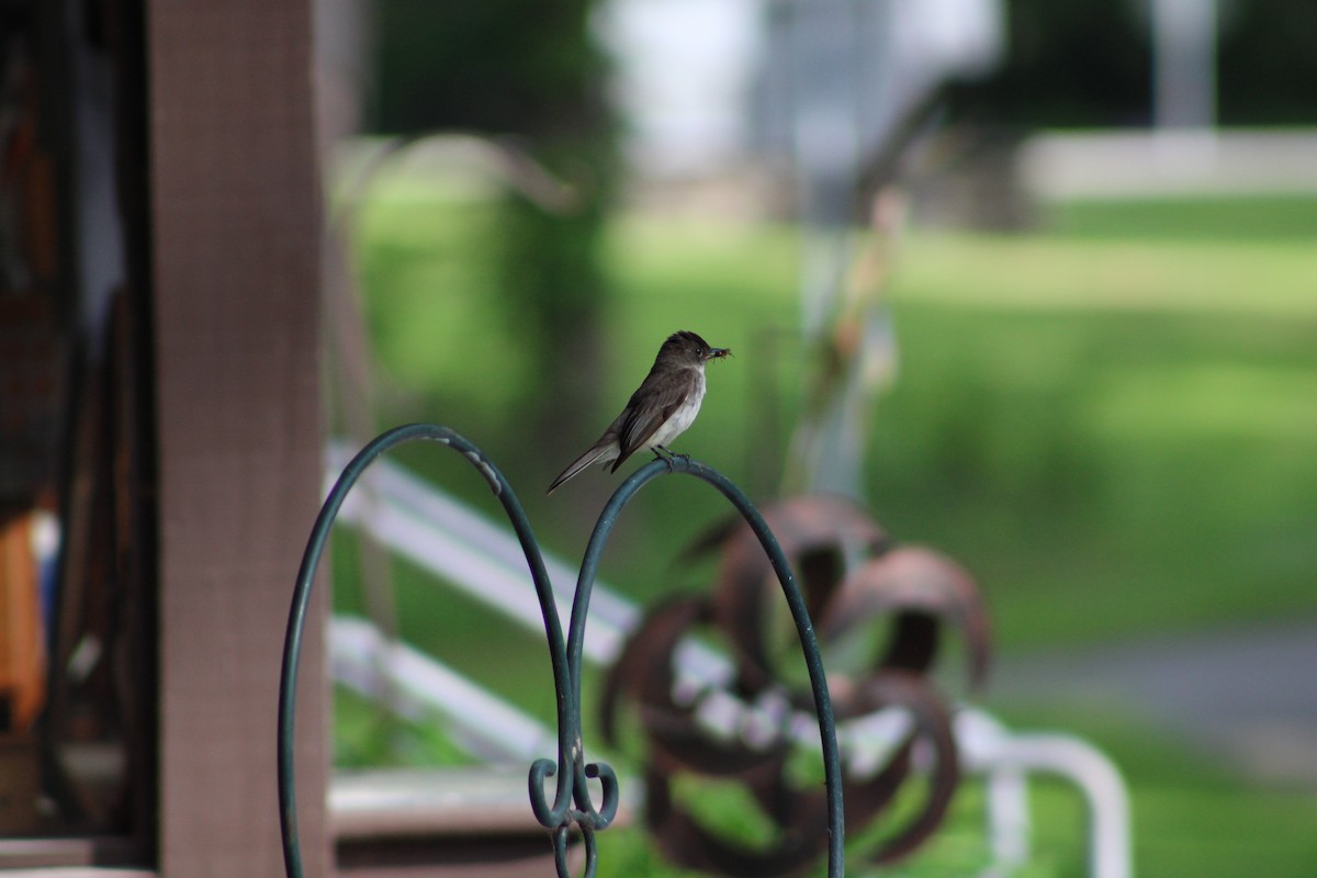 Eastern Phoebe - ML636965037