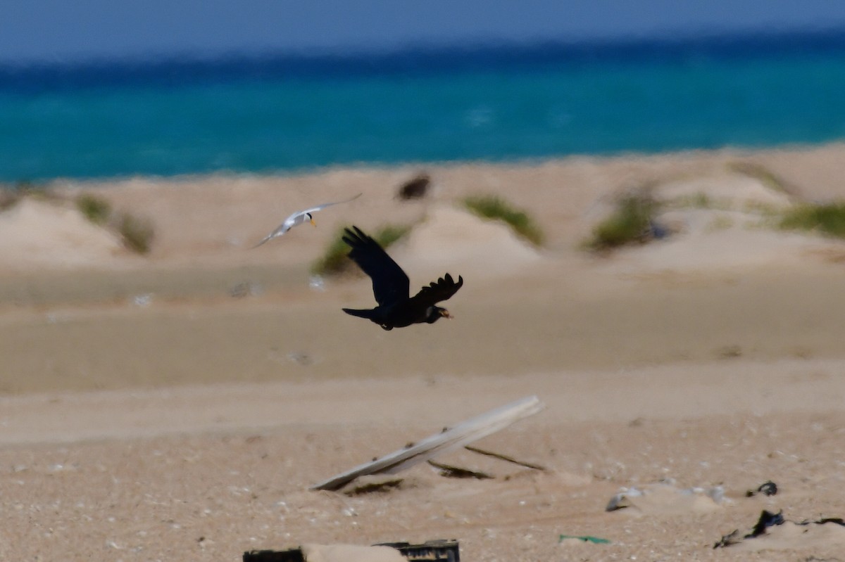 Saunders's Tern - ML636965043