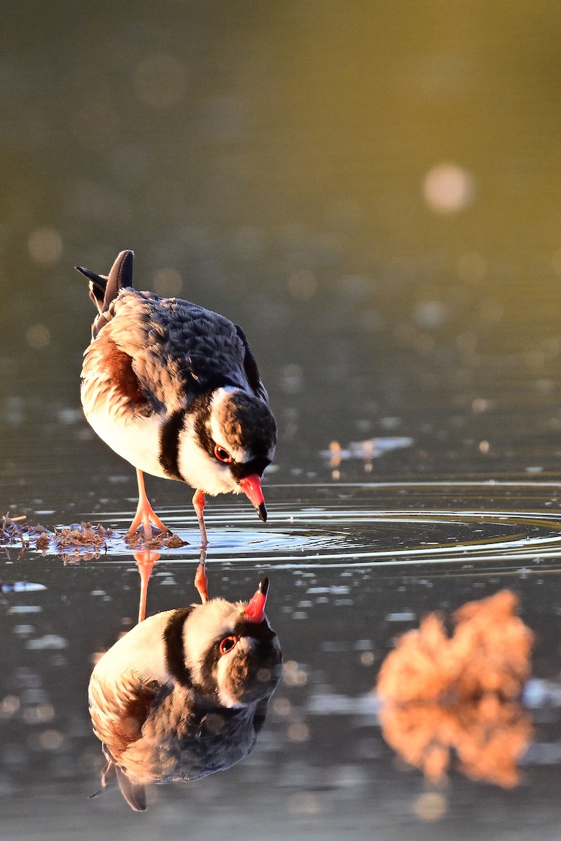 Black-fronted Dotterel - ML636965092